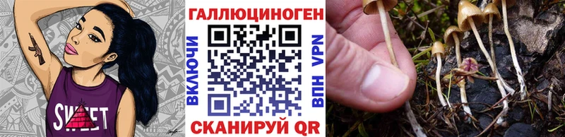 Галлюциногенные грибы Psilocybine cubensis  Новотитаровская 